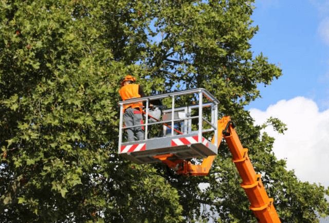 tree trimming Marble Cliff oh